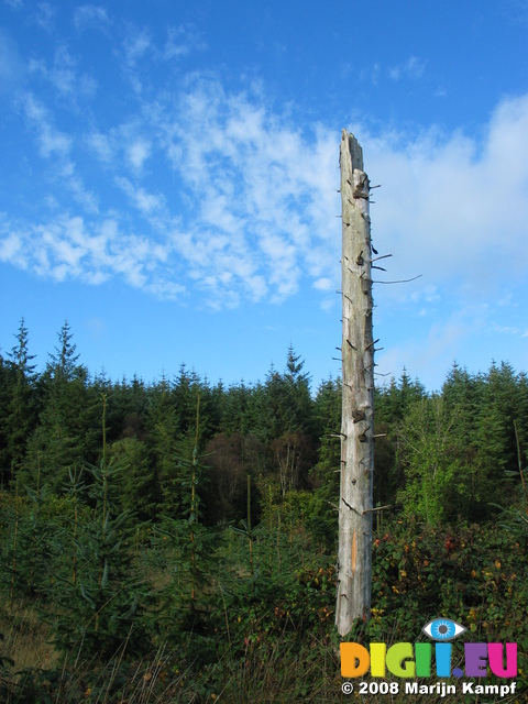 24044 Dead tree and blue sky